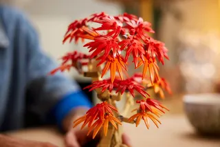 Japanse esdoorn bonsaiboompje LEGO-set afbeelding 6