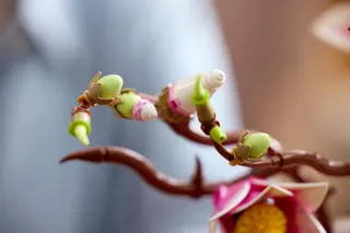 Magnoliatakken LEGO-set afbeelding 9